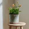A potted flowering plant with green foliage and small orange flowers sits on a round wooden stool against a textured beige wall.