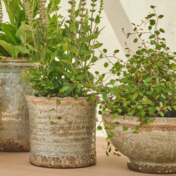 Three rustic ceramic planters with a distressed, textured finish in shades of beige, gray, and brown, holding green houseplants on a light wooden surface against a neutral cream background.