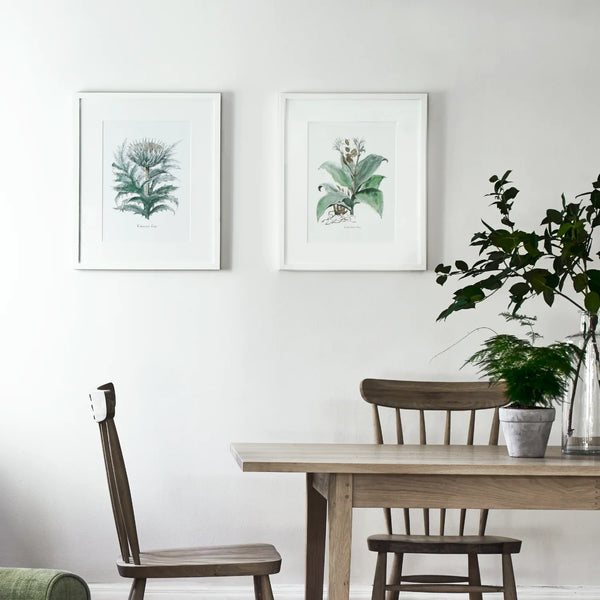 Two framed botanical art prints hanging on a white wall above a wooden dining table with chairs and a potted plant.