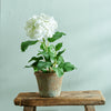 An artificial white hydrangea plant with green leaves in a rustic terracotta pot, displayed on a weathered wooden stool against a textured light blue wall.
