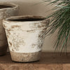 A rustic terracotta-style planter pot with a distressed white and brown finish, sitting on a wooden surface next to a green pine branch.
