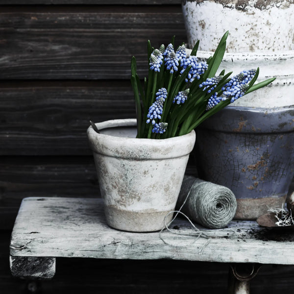 A rustic white ceramic planter filled with blue grape hyacinth flowers, styled on a weathered wooden bench next to a roll of gray twine.