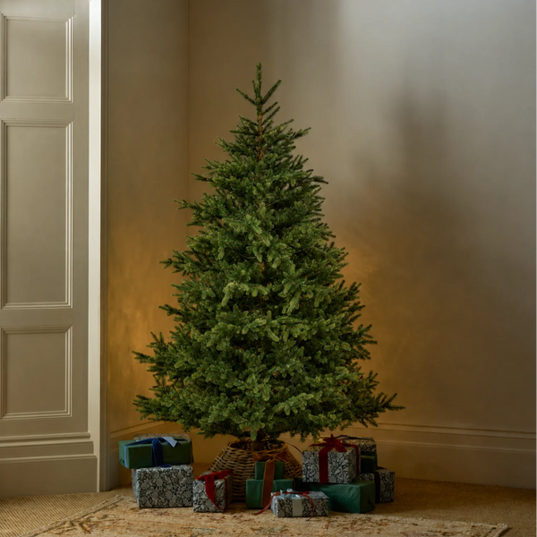 Windsor 6ft Nordmann Fir Christmas Tree, No Lights