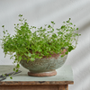 Neptune Accessories_Living accessories_Decorative accessories Broseley Footed Pot, Moss