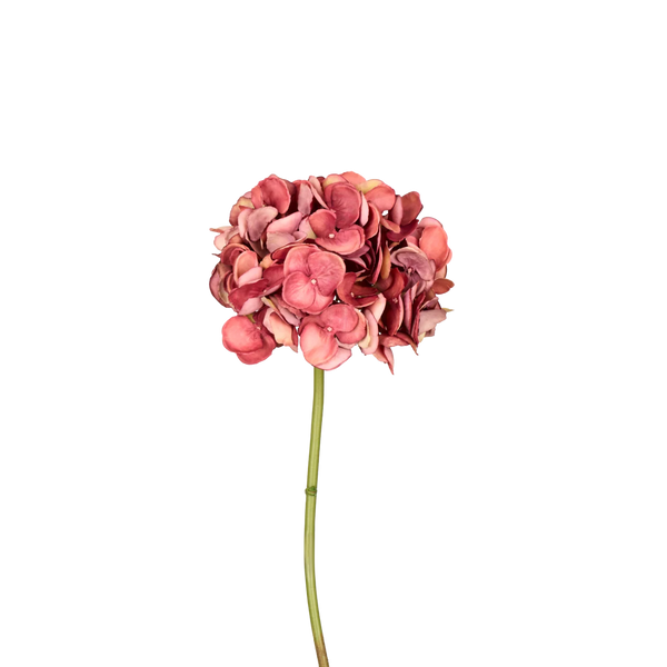 A single dried hydrangea stem with clustered pinkish-red petals on a plain white background.