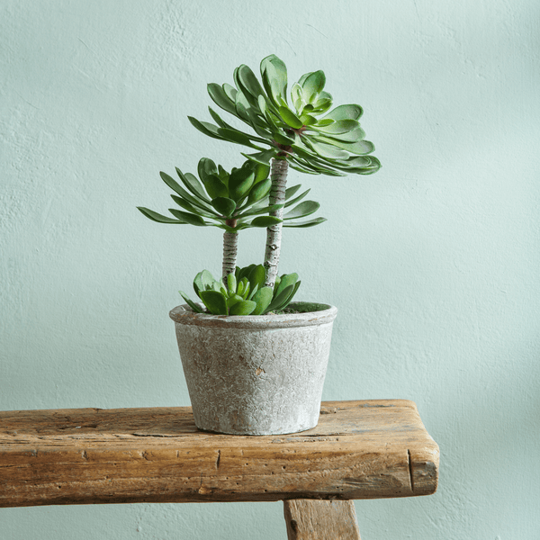 Neptune Flowers & Plants Echeveria Succulent