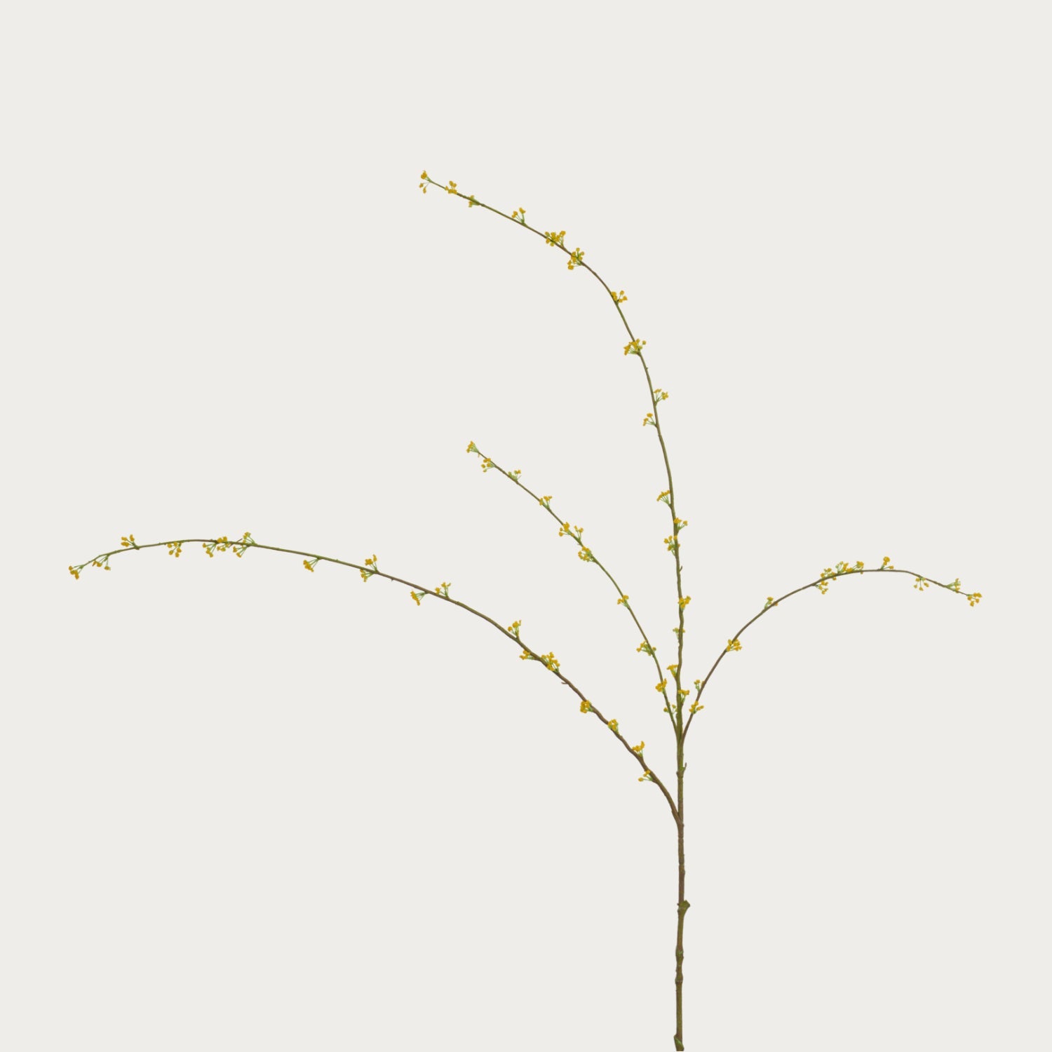 Neptune Flowers & Plants Spirarea Spray, Yellow