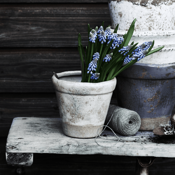 Neptune Pots & Planters Small Thyme Terracotta Pot