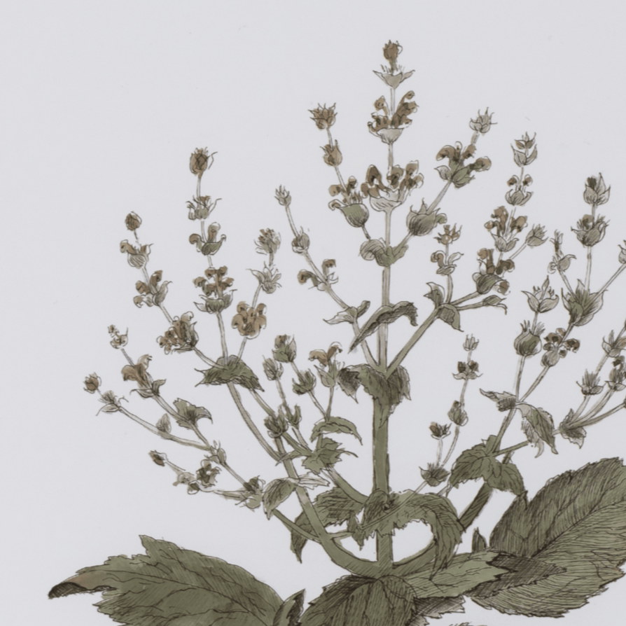 Neptune Wall Art Clipsham Botanical