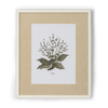 Neptune Wall Art Aethiopis Clipsham Botanical