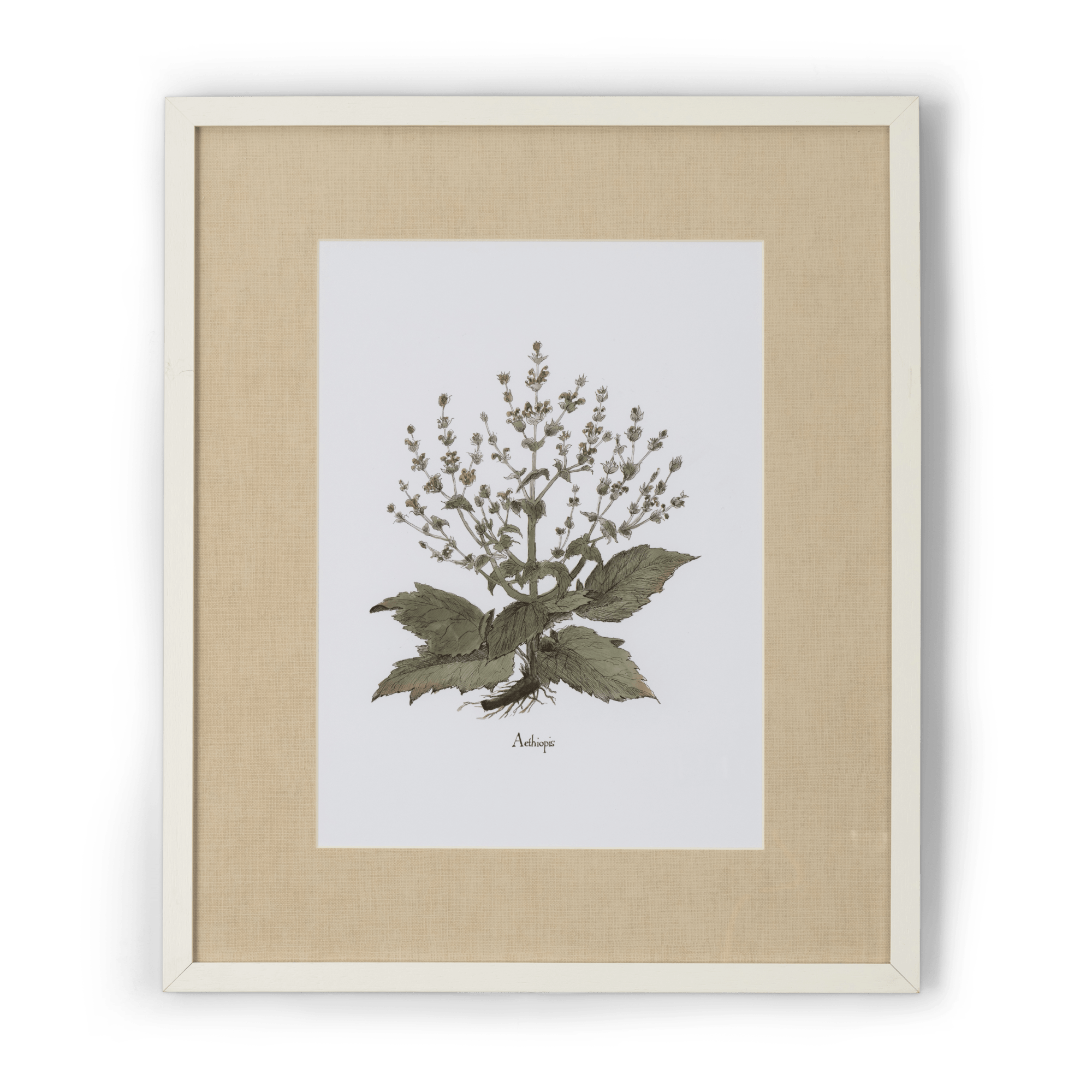 Neptune Wall Art Aethiopis Clipsham Botanical