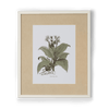 Neptune Wall Art Canna Indica Rubra Clipsham Botanical