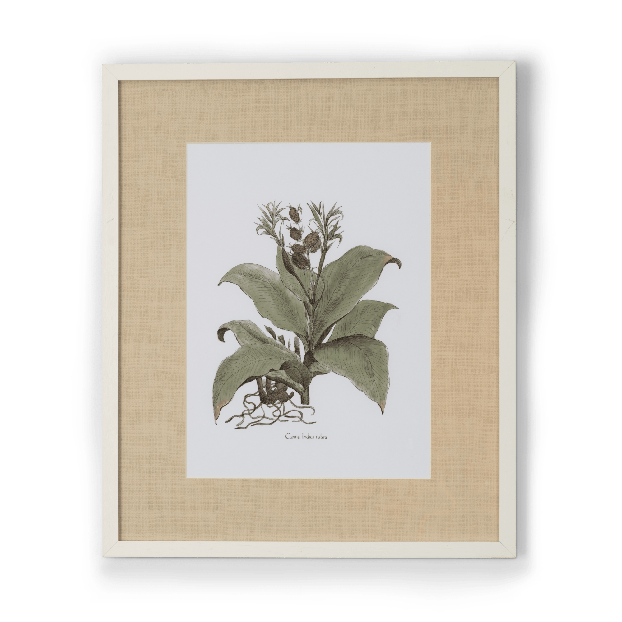 Neptune Wall Art Canna Indica Rubra Clipsham Botanical