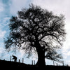 Stump up For Trees Stump up For Trees Donation