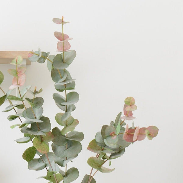 Neptune Flowers & Plants Eucalyptus Red Box Spray