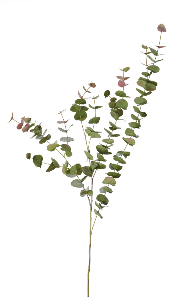 Neptune Flowers & Plants Eucalyptus Red Box Spray