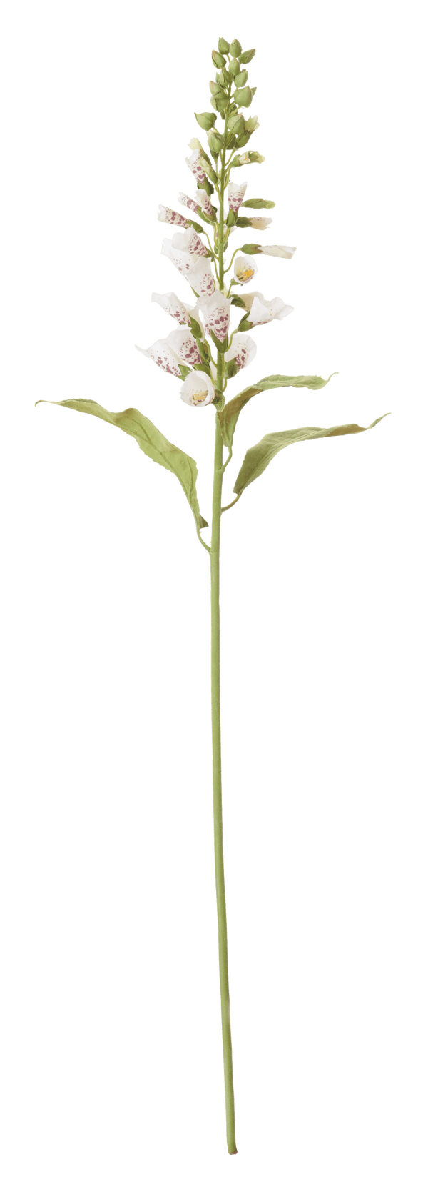 Neptune Flowers & Plants Foxglove