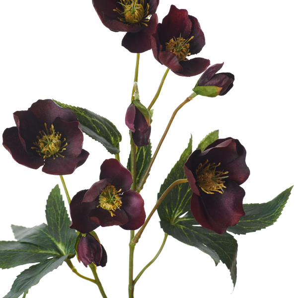 Neptune Flowers & Plants Hellebores Spray