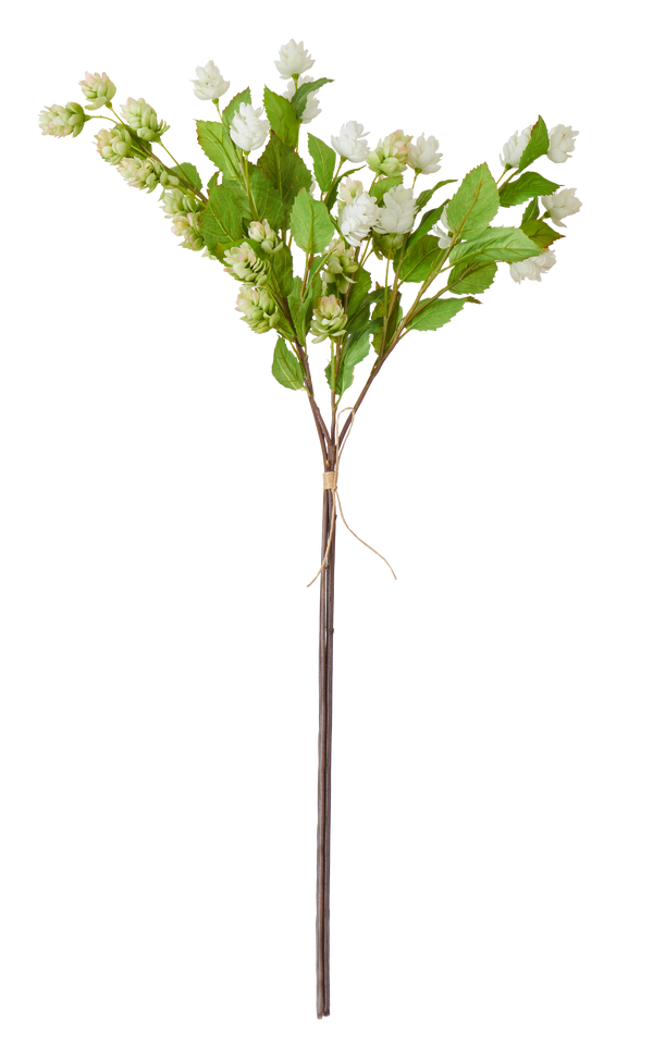 Neptune Flowers & Plants Hops Bunch