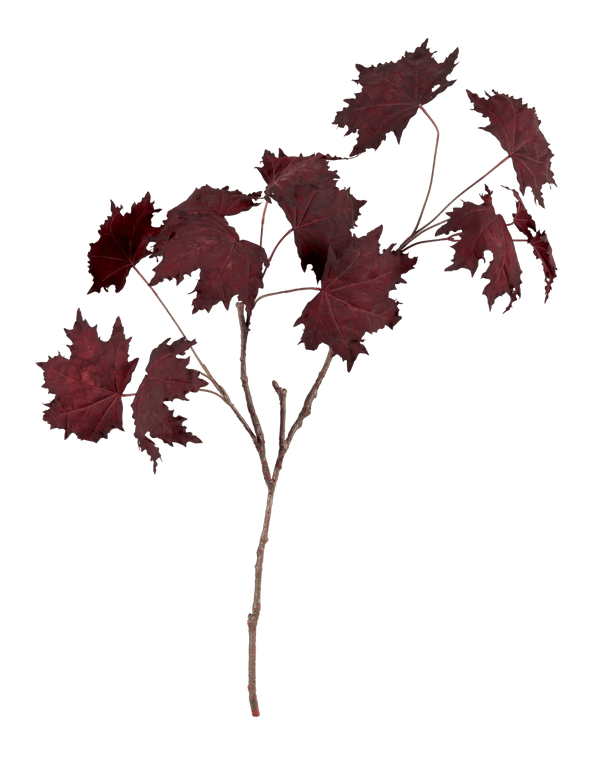Neptune Flowers & Plants Maple Leaf Twig