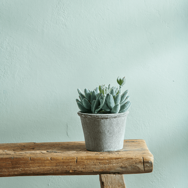 Neptune Flowers & Plants Small Echeveria Succulent