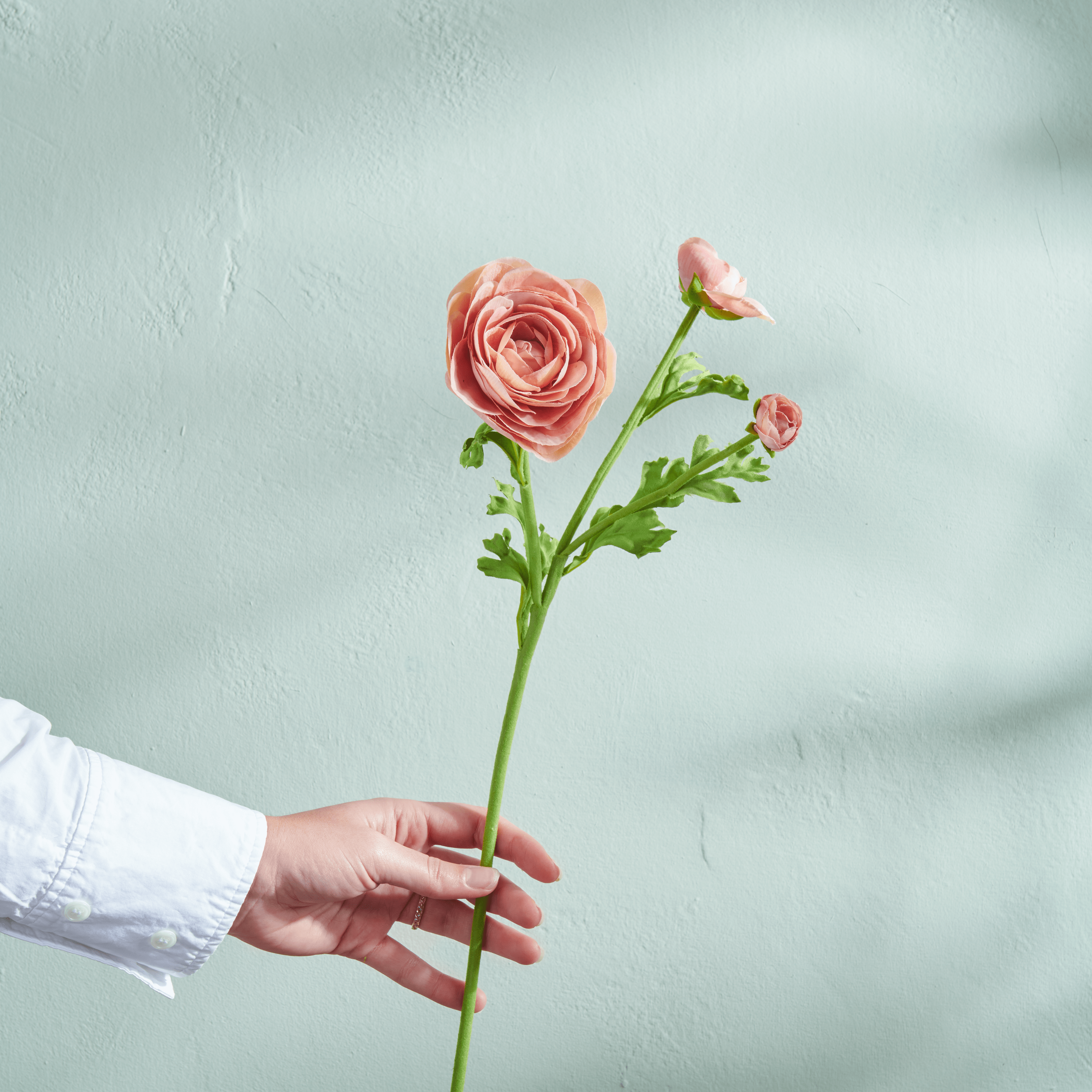 Neptune Flowers & Plants Ranunculus Flower