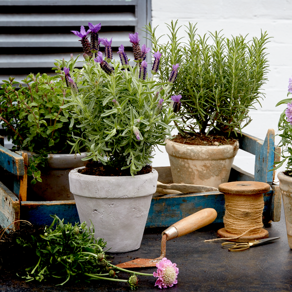 Neptune Pots & Planters Small Tarragon Terracotta Pot