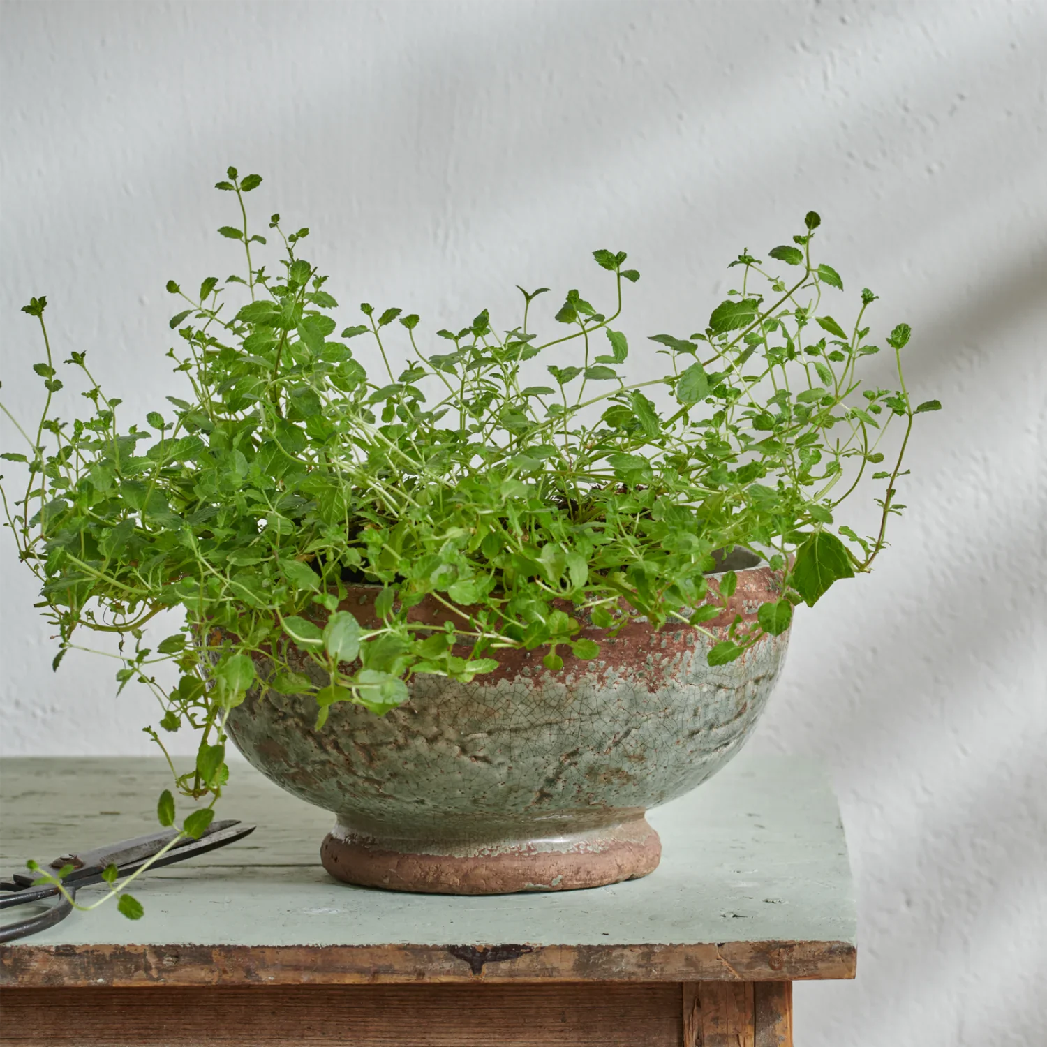 Broseley Footed Pot Moss