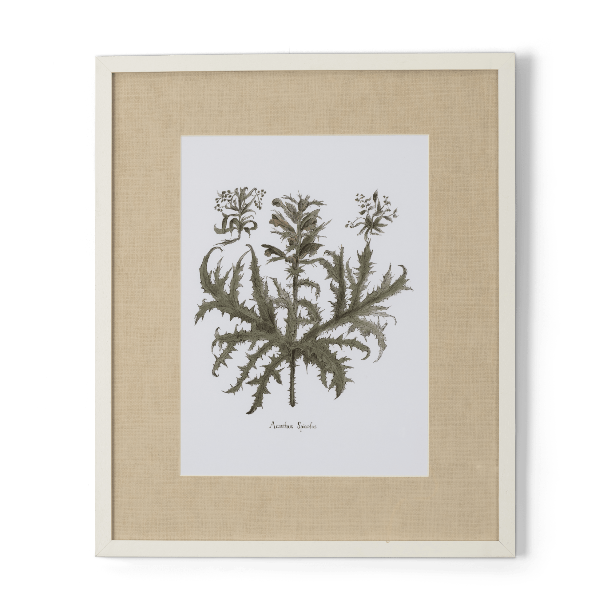 Clipsham Botanical Art Acanthus Spinolus