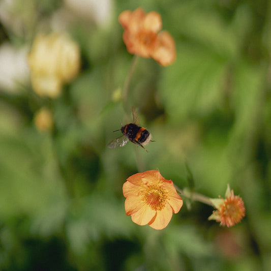 Growing a garden for scent