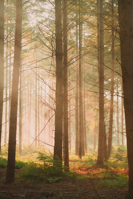 The Enchanted Forest