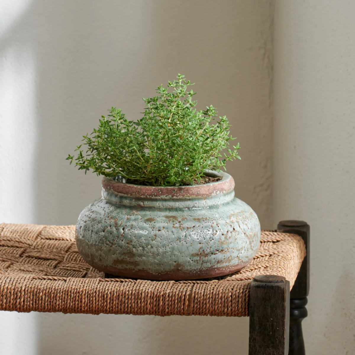 Broseley Low Pot Moss