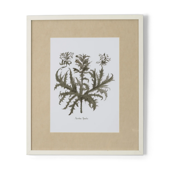 A framed botanical art print of a Acanthus plant, featuring an olive-green illustration on a white background with a beige mat and a light wood frame, on white background