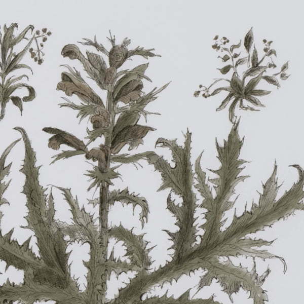 Detail of a botanical art print of a Acanthus plant, featuring an olive-green illustration on a white background