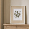 A framed botanical art print of a Acanthus plant, featuring an olive-green illustration on a white background with a beige mat and a light wood frame, displayed on a light oak console table against a beige wall.
