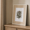 A framed botanical art print of a thistle, titled 'Coturnicae', displayed leaning against a wall on a wooden chest of drawers.