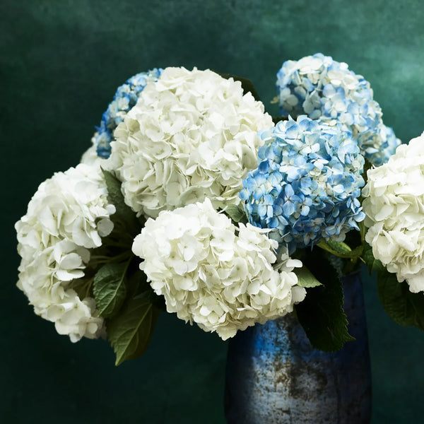Hydrangea Stem, White
