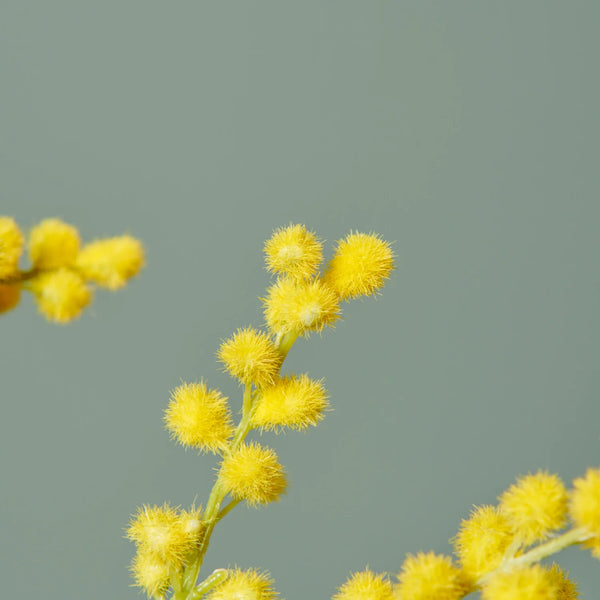 Mimosenspray, Gelb