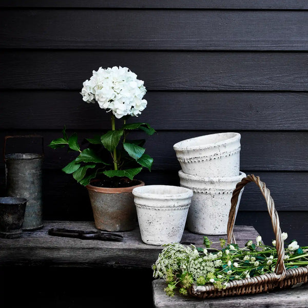 Potted Hydrangea, Small, White