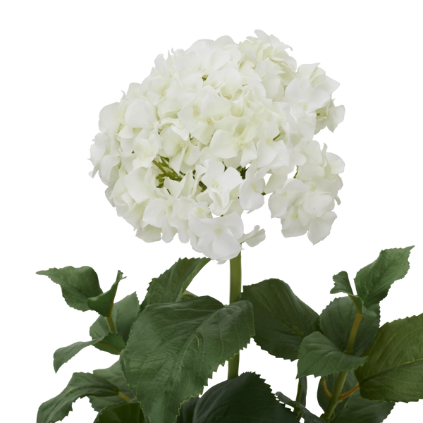 White faux hydrangea flower head with green leaves on a stem, isolated on a white background.
