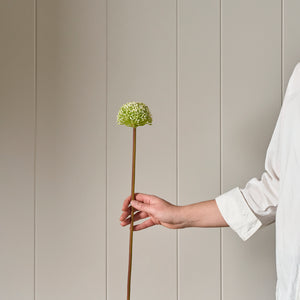 Neptune Flowers & Plants Allium Spray, Green