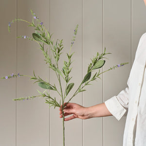 Neptune Flowers & Plants Lavender Bush