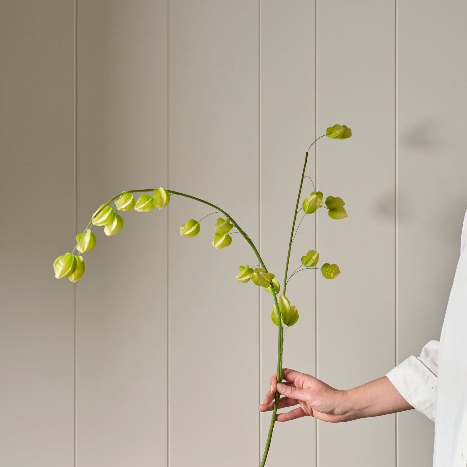 Neptune Flowers & Plants Physalis Spray, Green