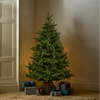 Windsor 6ft Nordmann Fir Christmas Tree, No Lights