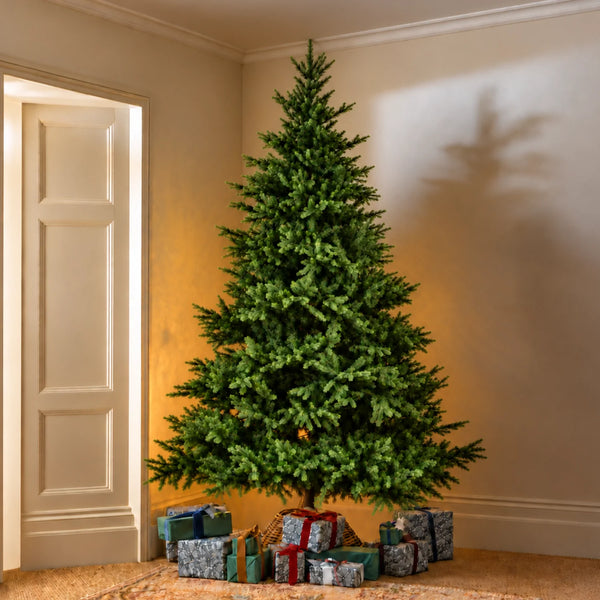 Windsor 8ft Nordmann Tanne Weihnachtsbaum