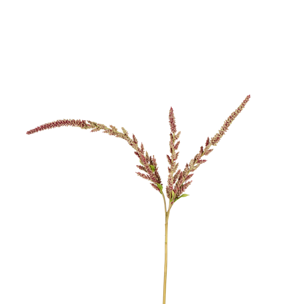 A single dried plant stem with branching reddish-brown seed heads on a plain white background.
