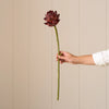 A single long-stemmed dark burgundy artichoke flower held by a person's hand against a beige paneled wall.