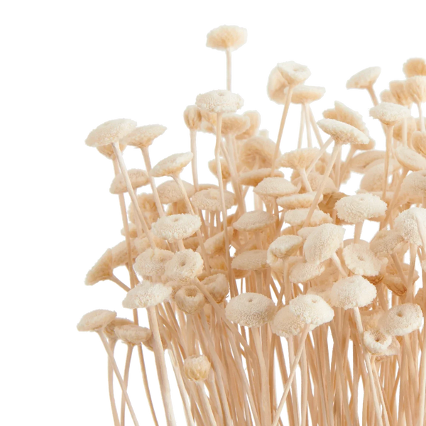 Neptune Accessories_Living accessories_Faux flowers & plants default Dried Amarelinho Bunch, White