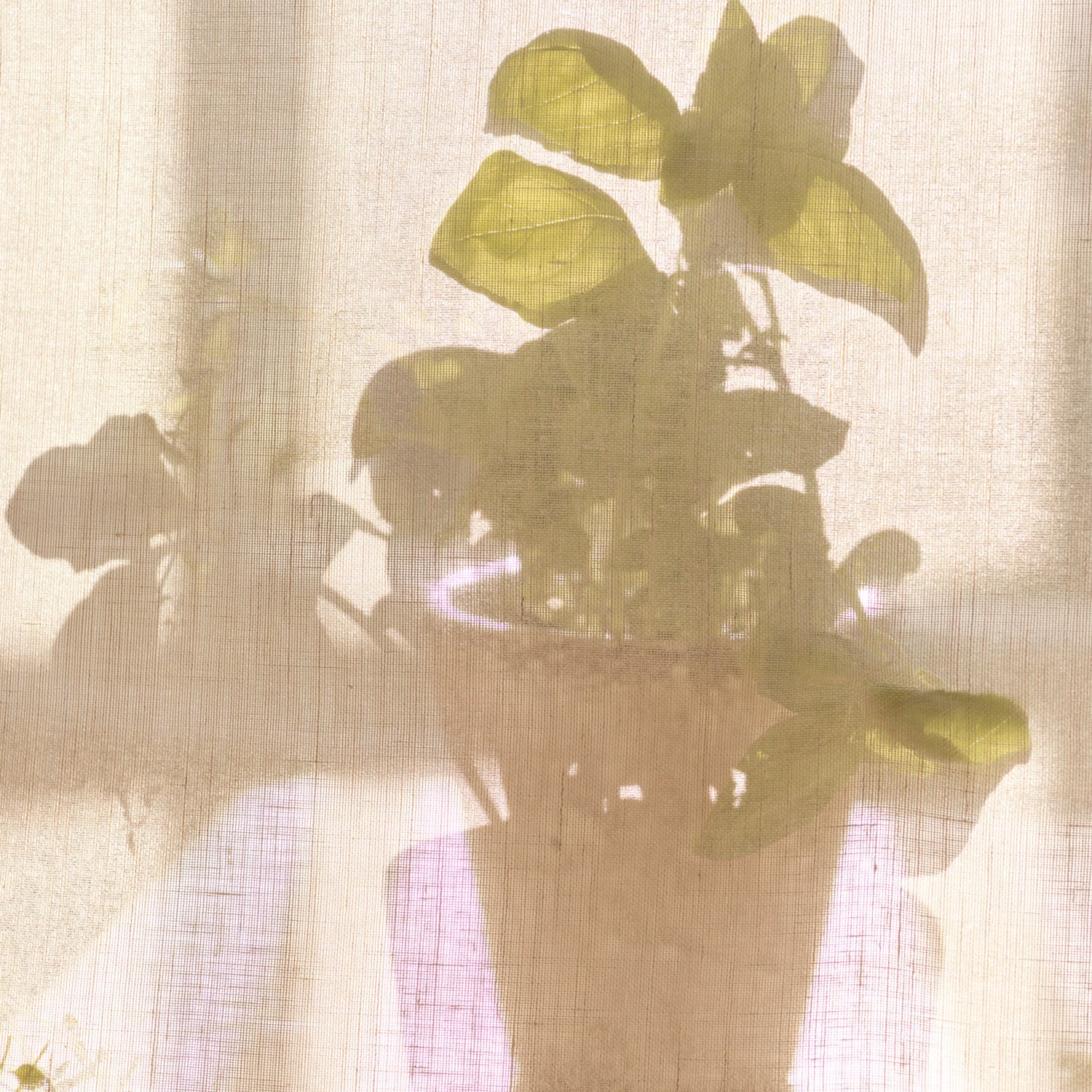 Neptune Candles default The Herb Garden Candle