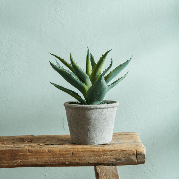 Neptune Flowers & Plants Aloe Vera Succulent